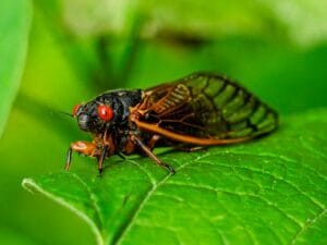 cigarra-300x225 Canto das cigarras: entenda a relação do som emitido pelo inseto e o início do período chuvoso