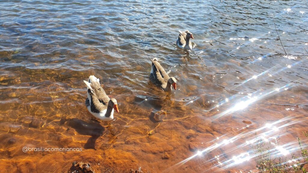 Lago-com-patos-Parque-da-Cidade-1024x576 O maior parque urbano da América Latina