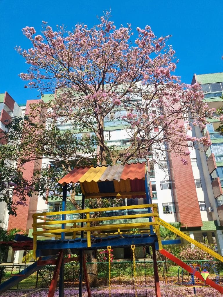 107-norte-10-de-setembro Ipês Brancos em Brasília: onde ver a floração breve e encantadora