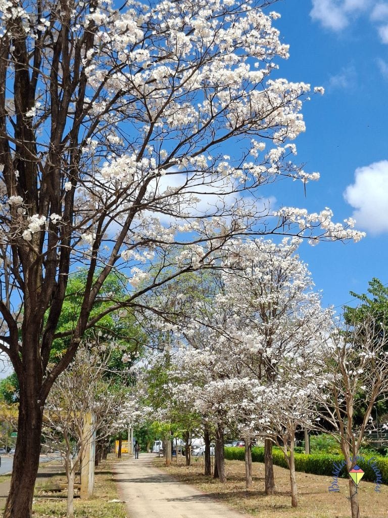 26-de-setembro-211-norte Ipês Brancos em Brasília: onde ver a floração breve e encantadora