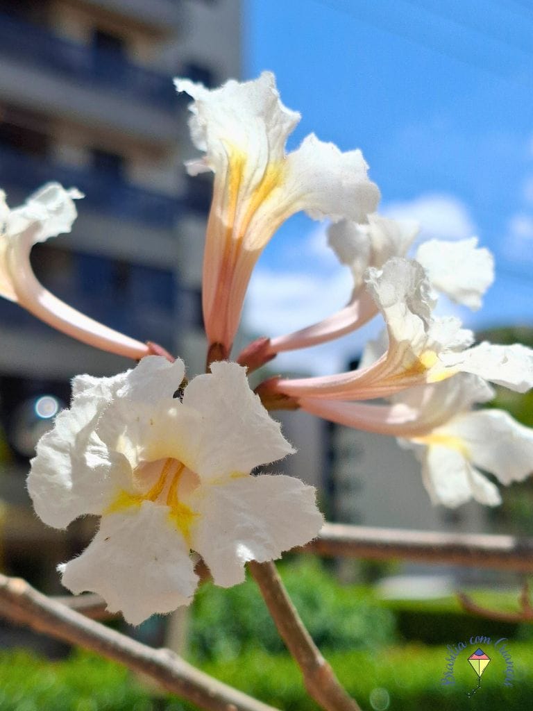 27_09 Ipês Brancos em Brasília: onde ver a floração breve e encantadora