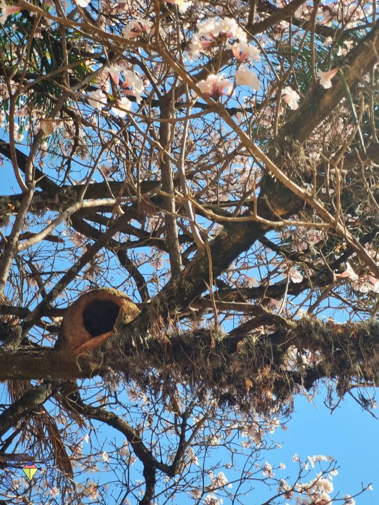 4 Ipês Brancos em Brasília: onde ver a floração breve e encantadora