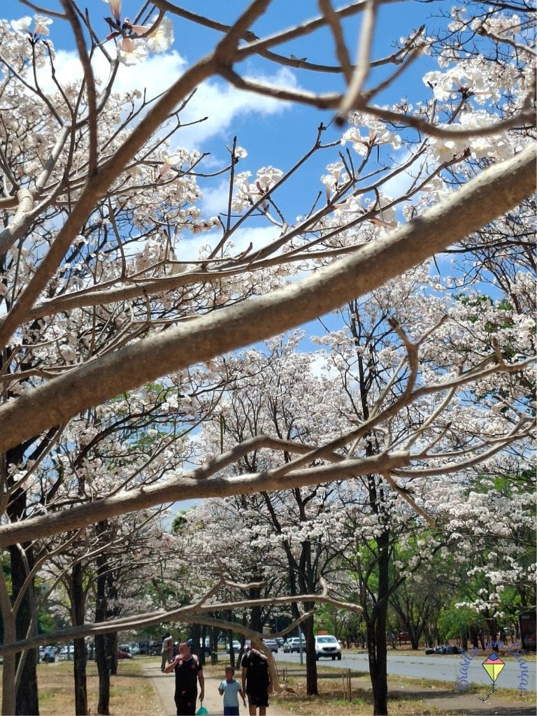 7 Ipês Brancos em Brasília: onde ver a floração breve e encantadora