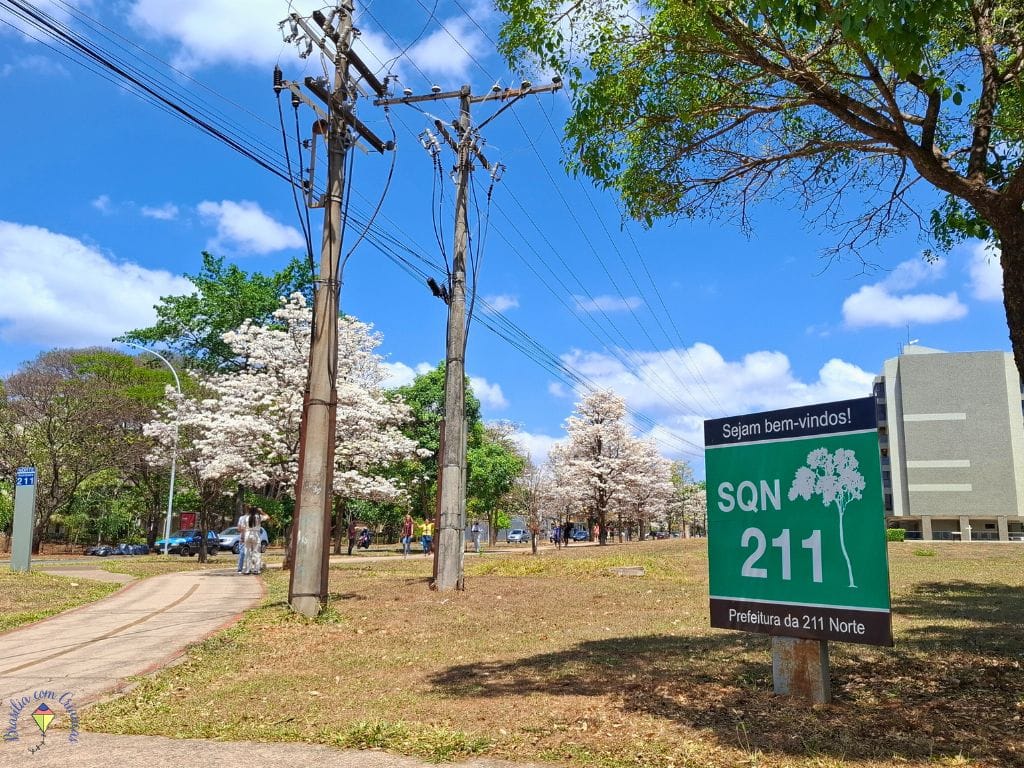 211 norte ipê branco