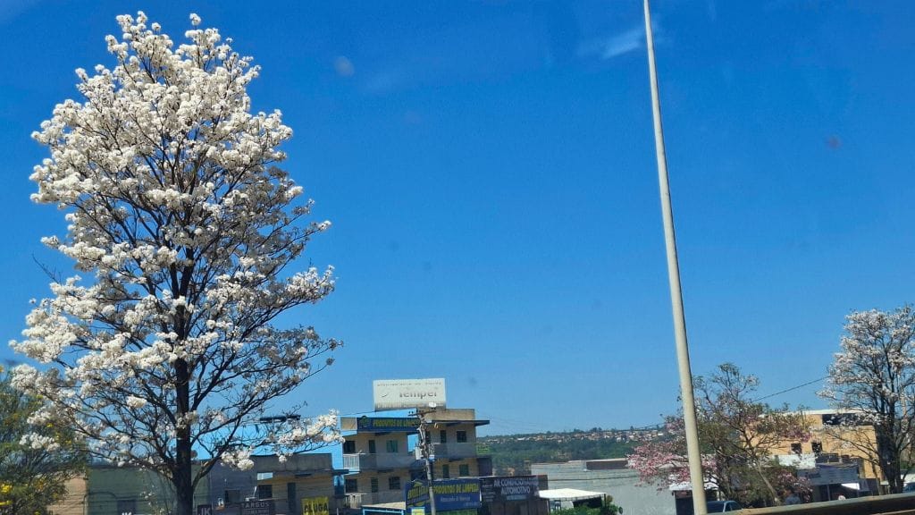 BR-020-Sobradinho-Ipe-Branco Ipês Brancos em Brasília: onde ver a floração breve e encantadora