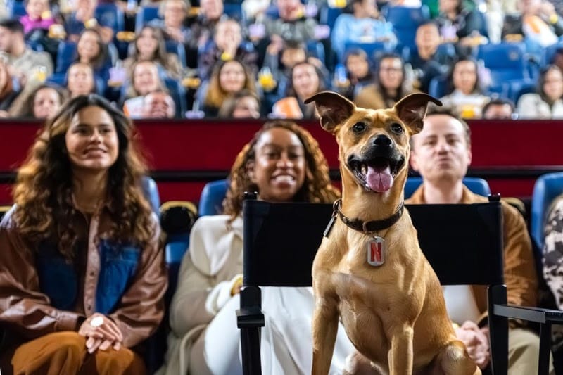 cachorro-caramelo-netflix Amendoim, o caramelo mais famoso do Brasil, participa da Maratona de Adoção no MorumbiShopping neste sábado (18)
