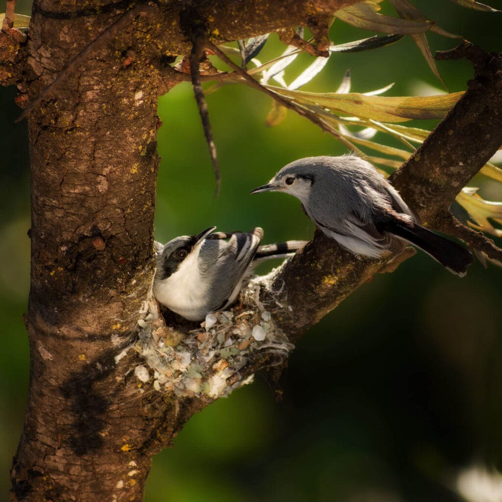 banner-aves_6-1-1024x1024 Fotógrafa brasiliense lança livro com registros poéticos de aves do Distrito Federal