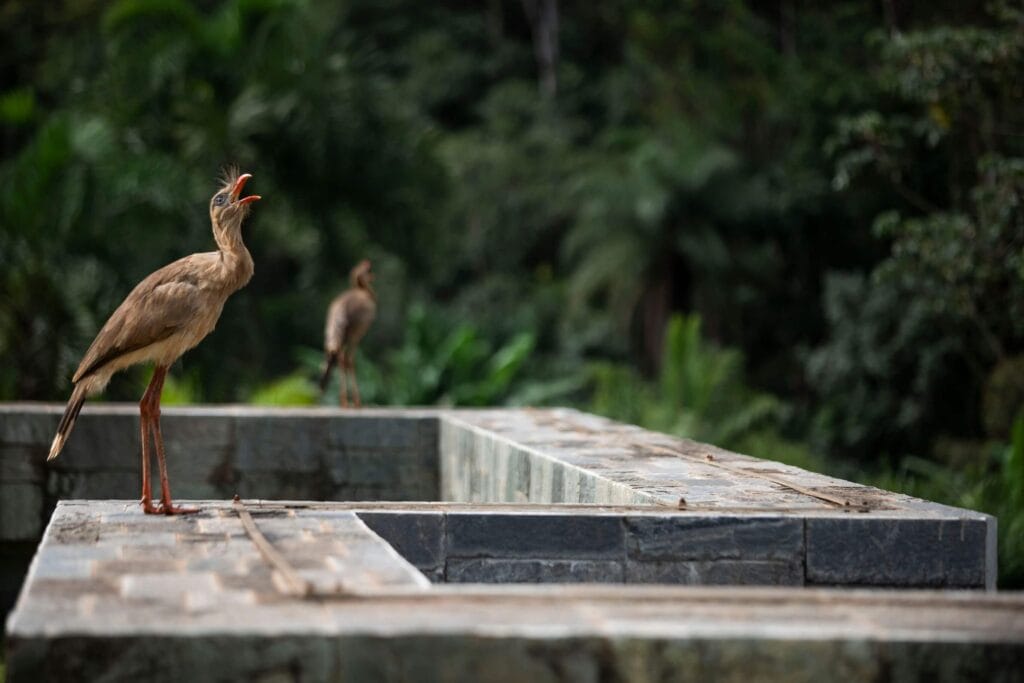 Seriema-Cariama-cristata.-Foto_-Joao-Marcos-Rosa-1024x683 Inhotim anuncia programação especial de férias