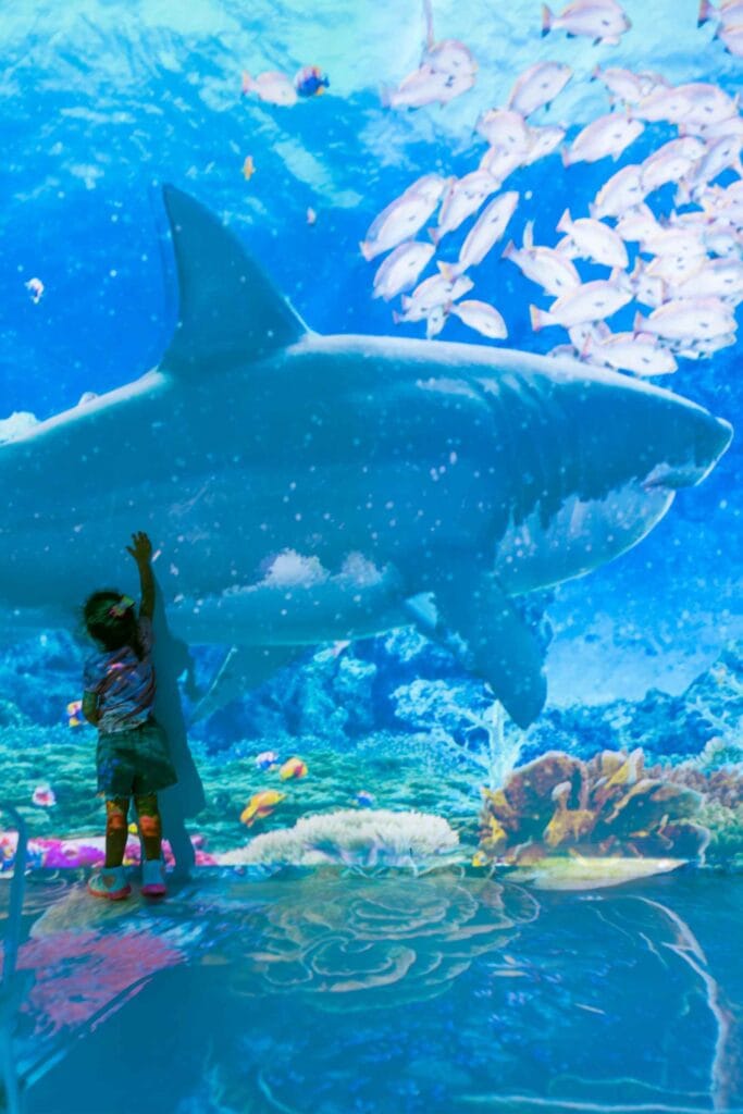 1-683x1024 Oceano Vivo: exposição imersiva inédita chega a Brasília no ParkShopping nas férias