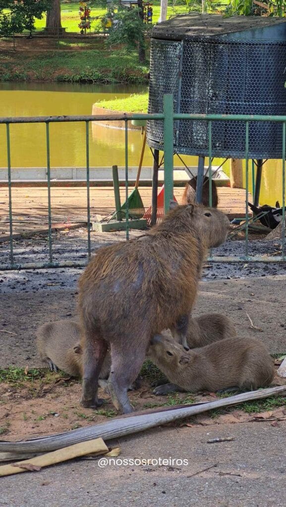 @nossosroteiros-577x1024 Zoológico de Brasília com Crianças: Guia Completo com Valores, Horários e Dicas Importantes