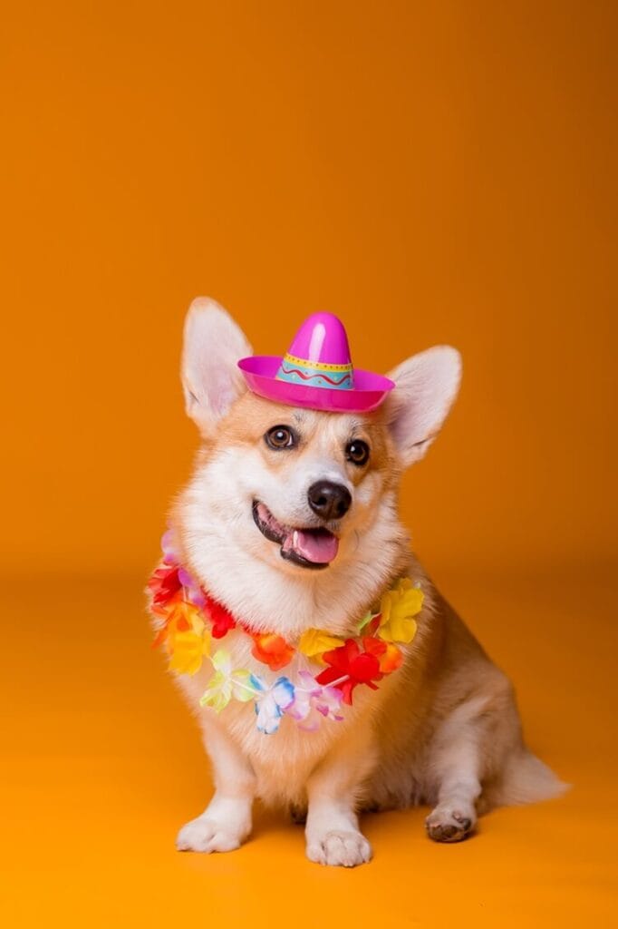 cachorro-fantasiado-carnaval-682x1024 Fanfarrinha de Carnaval dá o tom da folia no Manhattan Shopping