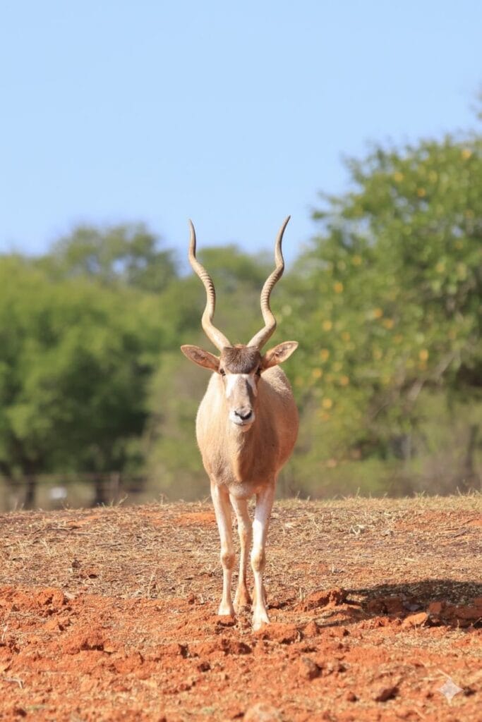 gazela-em-brasilia-683x1024 Zoológico de Brasília recebe “Experiência Animal”, exposição imersiva e sensorial inédita