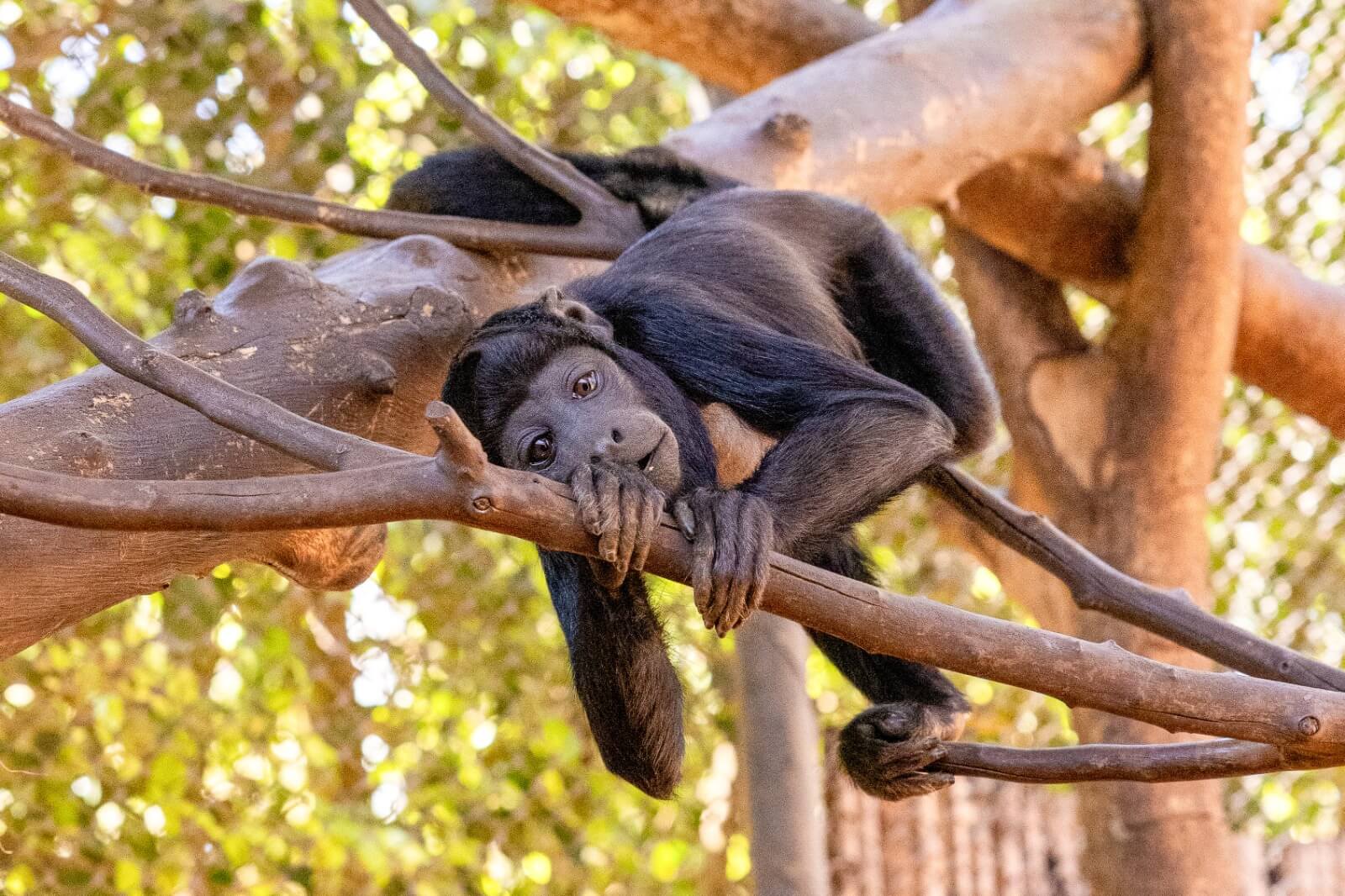 macaco preto deitado em árvore