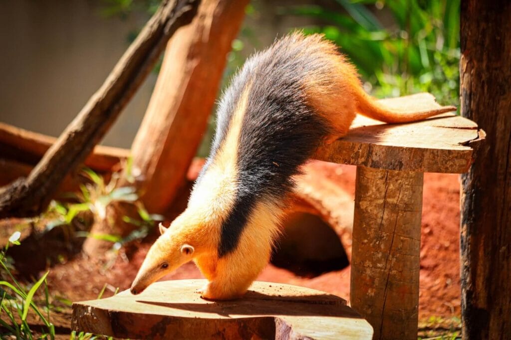 tamandua-1024x682 Zoológico de Brasília recebe “Experiência Animal”, exposição imersiva e sensorial inédita